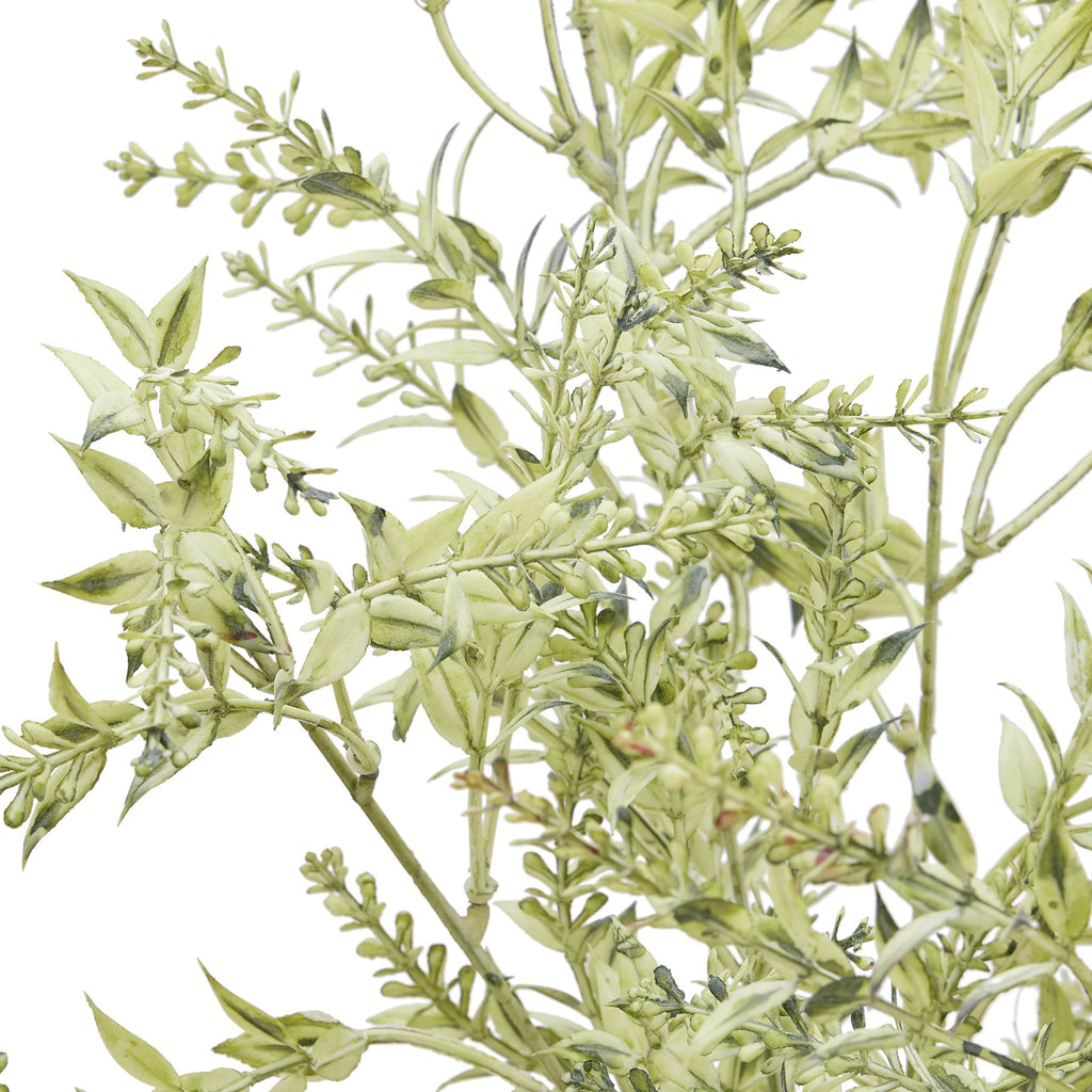 Broom Stem