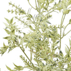 Broom Stem