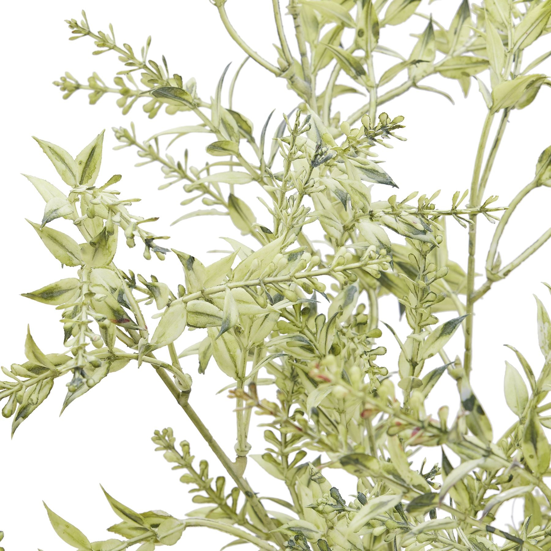 Broom Stem